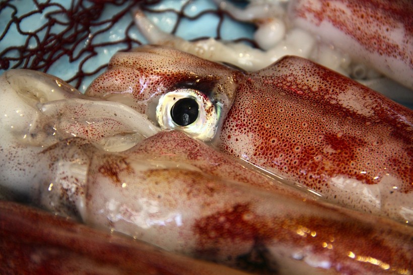  Predatory Role of Magister Squid in Alaska: Fishermen Looking Into Squid Fishing Due to the Decline of Salmon