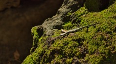 Green Lizard on a Mossy Rock