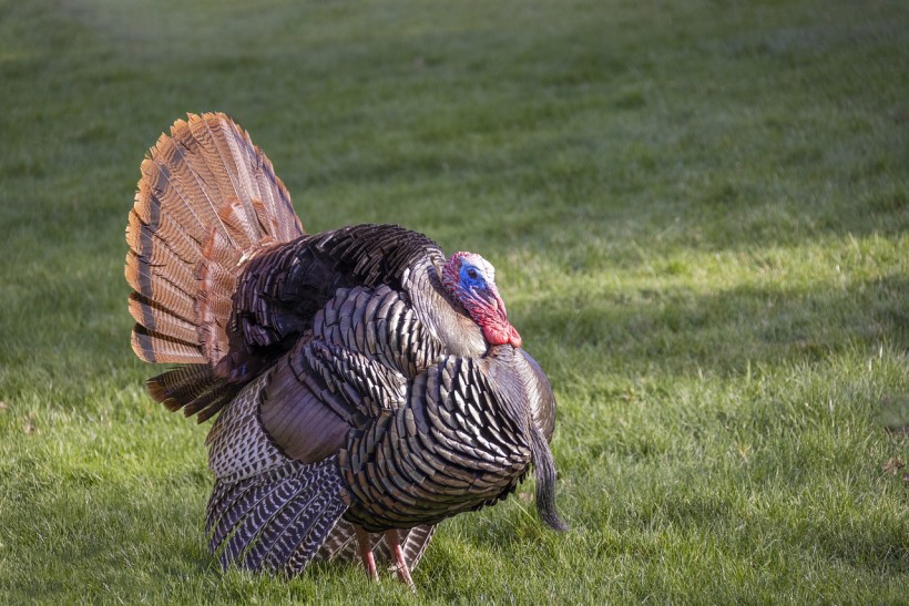  Wild Turkeys Causing Trouble at Bay Area NASA Research Center; Feds Tagged to Relocate the Animals
