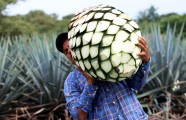 Tequila Making Agave Plant Initiative Used For Mexican Long Nosed Bat 