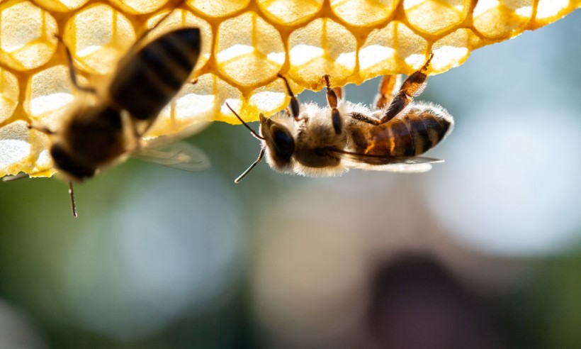 Honeybees Have Their Ways to Avoid Spreading Viruses, Too! Like Humans, They’re Also Practicing Social Distancing