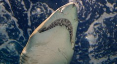  Are Shark Attacks on the Rise? Coast Guard Rescues Fisherman in the Bahamas Who Was Bitten By A Shark
