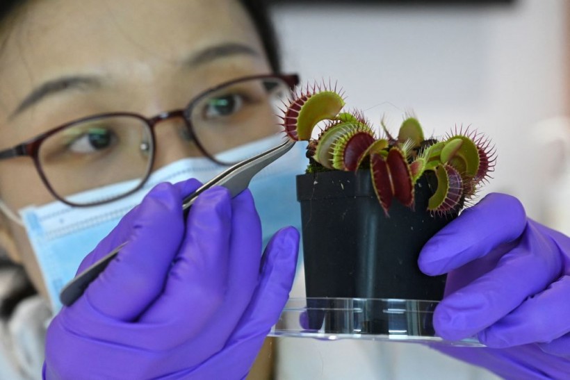 Science Times - Venus Flytrap Plays a Vital Role in Brain-Machine Interface; To Show Such Function, Researchers Develop Artificial Neurons