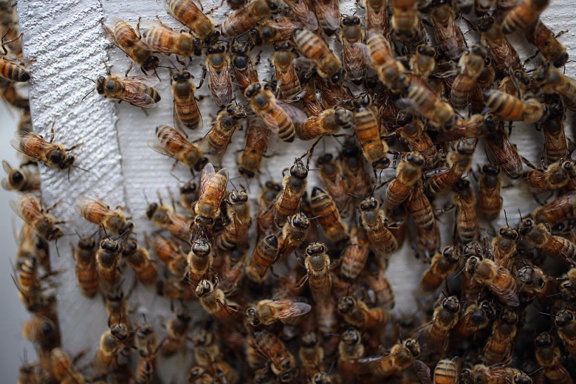 Honeybees Die from Shock Due to Strong Heatwaves; Research Reveals How Internal-Organ-Equivalent Comes Out of Their Body
