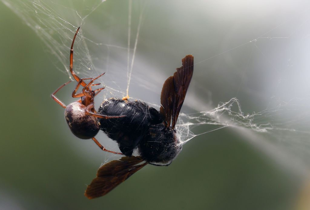 Extraordinary Discovery': Invasive Spider Captures and Feeds on
