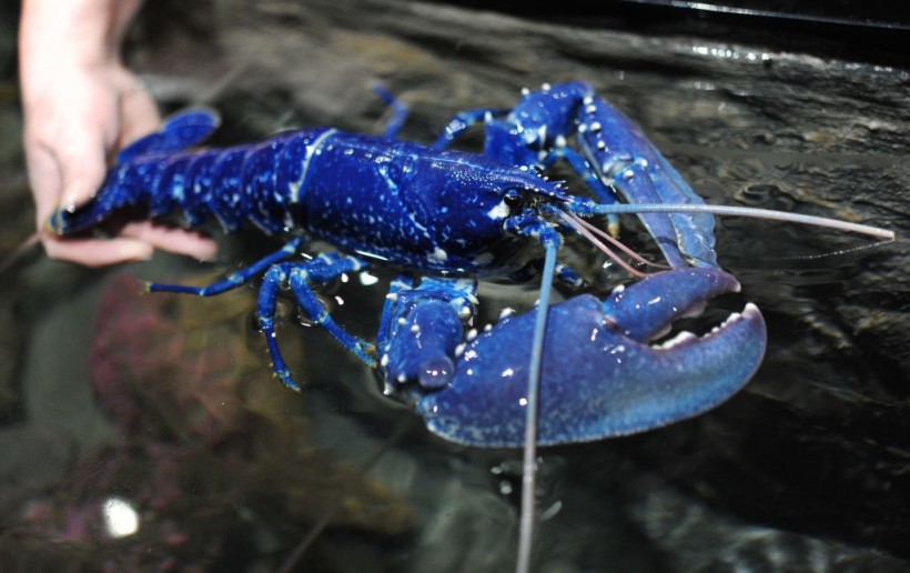 Jersey Fisherman Caught Rare Blue Lobster And Returned It to The Sea to ...