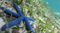 Seagrass on underwater bed
