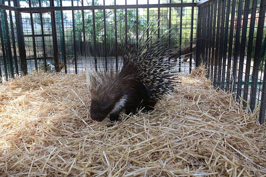 Inspiration from a porcupine's quills, MIT News