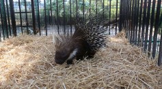 The ‘Cute’ Prehensile-Tailed Porcupette of Smithsonian’s National Zoo: What We Need to Know  About Fofo