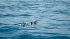 Dolphins Swimming in the Sea
