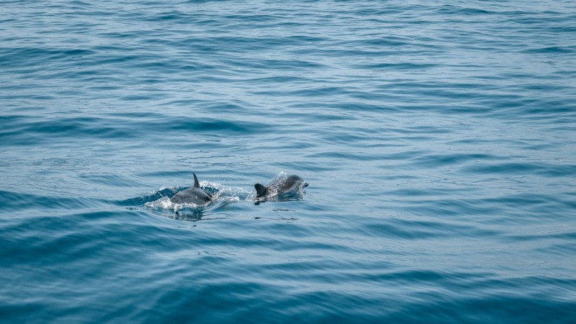 Dolphins Swimming in the Sea