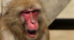 Unusual Tooth Discovered in Japanese Macaques: What's Its Significance in Human Evolution?