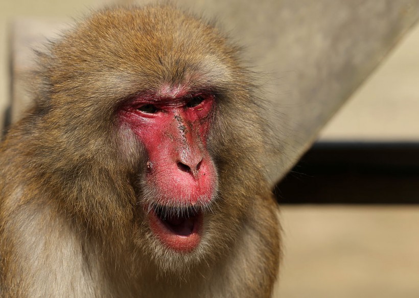 Unusual Tooth Discovered in Japanese Macaques: What's Its Significance in Human Evolution?