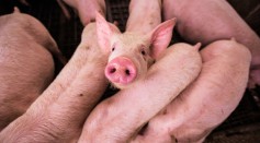  Farmers May Soon Be Able to Talk to Pigs Using A Breakthrough AI to Help Improve Animal Wellbeing