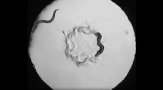 Adult C. elegans exits bacterial patch after being bitten