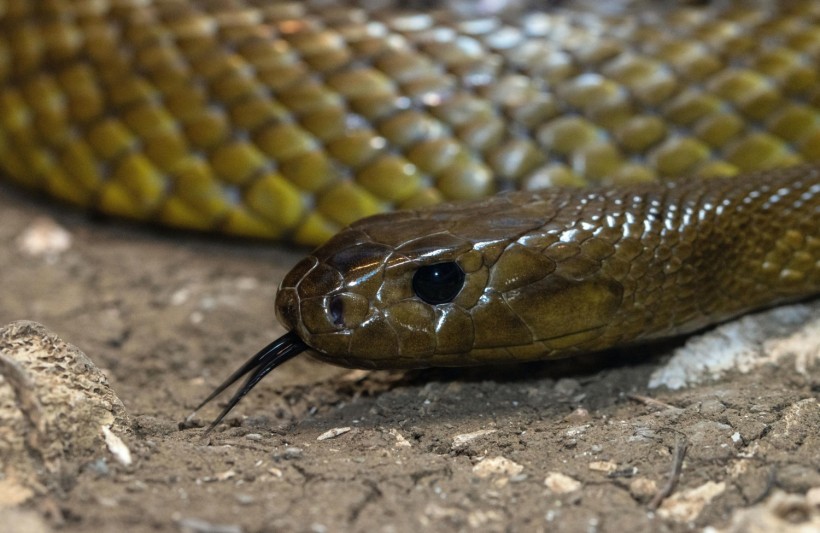  Venomous 5-Foot Snake Found Inside A Cabinet Drawer After Extreme Weather Event in Australia