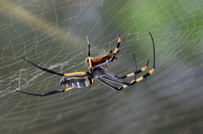  Palm-Sized Spider Could Survive the Cold and Potentially Spread All Over East Coast, Study Suggests