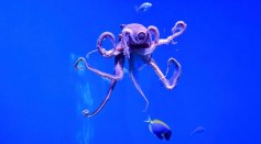 Deep-Sea Octopuses ‘Brood’ Faster Than We Thought; Study Reveals They Exploit Thermal Energy to Enhance Reproductive Success