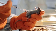 Cellular ‘Rejuvenation’ Technique: Scientists Show Success of the Approach in Reversing Aging Process in Mice; Will It Work with Humans, Too?