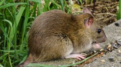Scientists think they could 'de-extinct' the Christmas Island rat