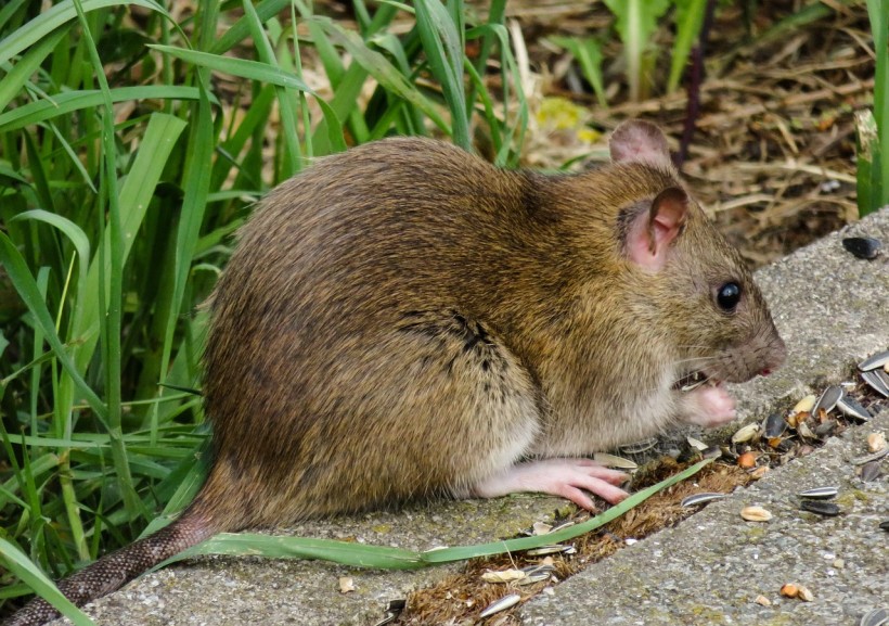  Scientists Reveal Plans of Bringing Back Extinct Christmas Island Rat; But Should They De-Extinct Animals?