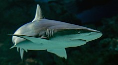  Sharks Sleep Too But With Both Eyes Open, Contrary to Their Reputation of Being Always on the Move