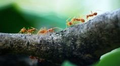 Ants May Soon Help Hospitals with Early Detection of Cancer in Humans, New Study Reveals