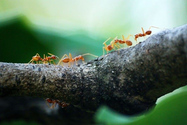 Ants May Soon Help Hospitals with Early Detection of Cancer in Humans, New Study Reveals