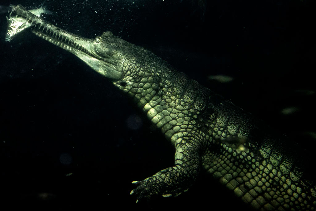 gharial attacks on humans