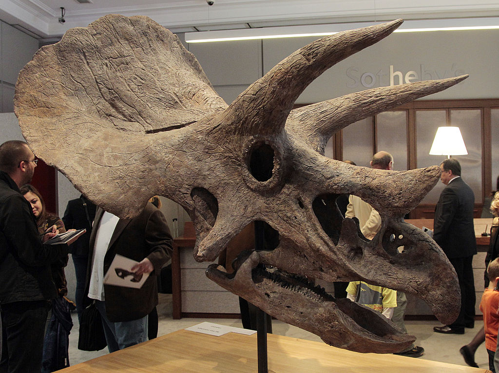 Most Complete Well Preserved Triceratops Named ‘horridus Set To Go On Display At Melbourne 