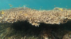 Coral Reef Ecosystems Disrupted for Over a Century Now; New Study Highlights Substantial Warming Trends