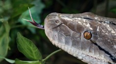  [WATCH] Unbelievable Videos of Snakes That Left Many Social Media Users in Awe