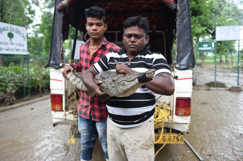 INDIA-FLOOD-CLIMATE-ANIMAL-CROCODILE