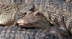  Crocodiles in Florida Zoo Love Cuddling Each Other: Big, Ferocious Reptile Could Be Much More Affectionate Than Previously Thought