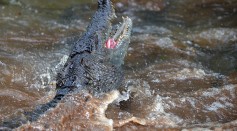 A crocodile (Crocodylus acutus) jumps to