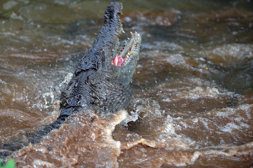 A crocodile (Crocodylus acutus) jumps to