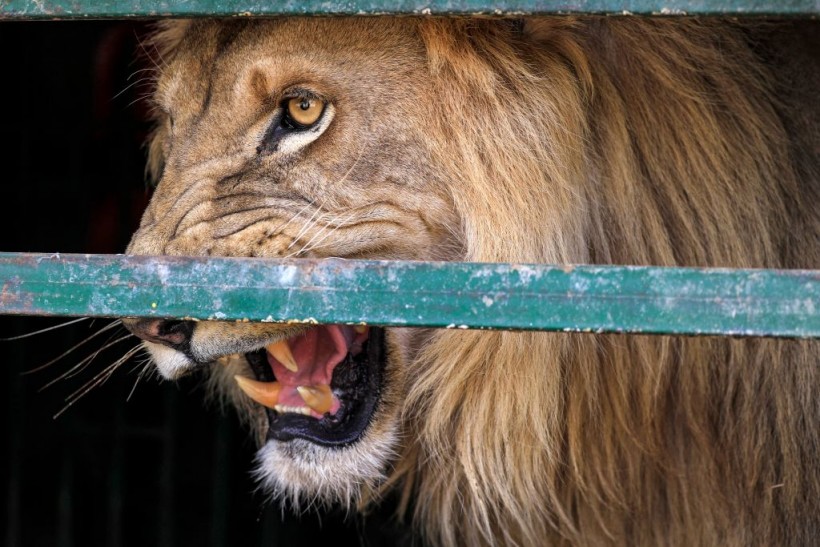 Ill No More: Kandaka, 4 Other Lions Now Thrive in Al-Bageir Reserve