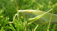 Grasshoppers Play Important Roles in Grasslands, Other Ecosystems; Study Also Reveals Similarities Between Their Mouth and Mammal Teeth