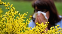 Expect Longer, More Intense Pollen Allergy Seasons in Hotter Temperatures Resulting from Climate Change