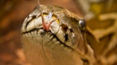 Rare Snake Died While Eating A Large Centipede! The First Food Record for the Threatened Serpent