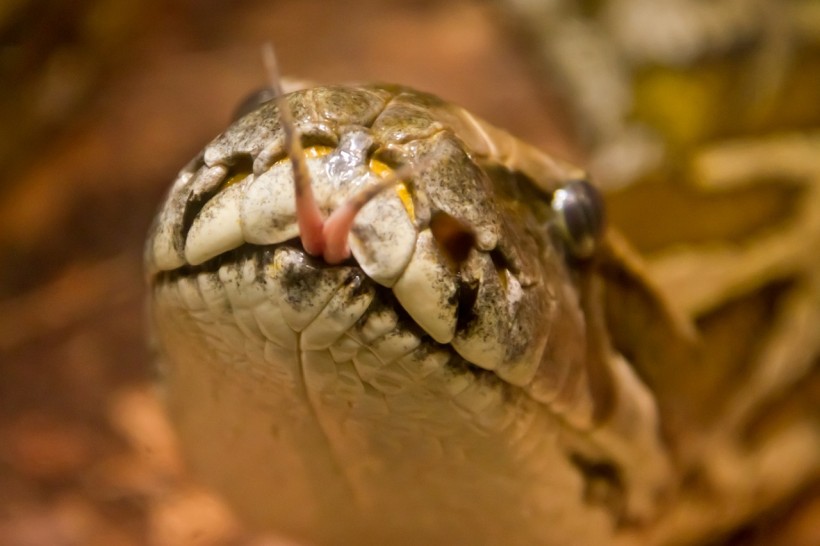 Rare Snake Died While Eating A Large Centipede! The First Food Record for the Threatened Serpent