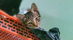 Cats Chewing, Eating Plastic May Be Harmful Due to Hazards This May Bring to Feline