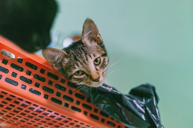 Cats Chewing on, Eating Plastic; Experts Warn About the Hazards This May Bring to Feline