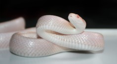  Albino Rat Snake Named Pearl Rehomed After Finding It in a Chicken Coop in Western Virginia