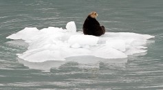 A sea otter sits on a chunk of ice