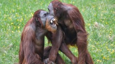  Orangutans Have Distinct Vocal Personalities Influenced By Social Interactions Just Like Humans
