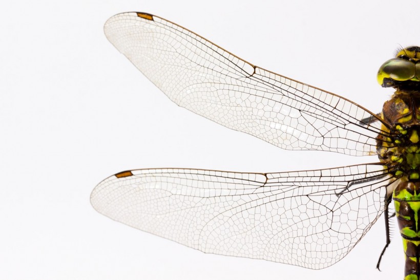 Dragonfly and cicada wings replicated for nano-based food packaging