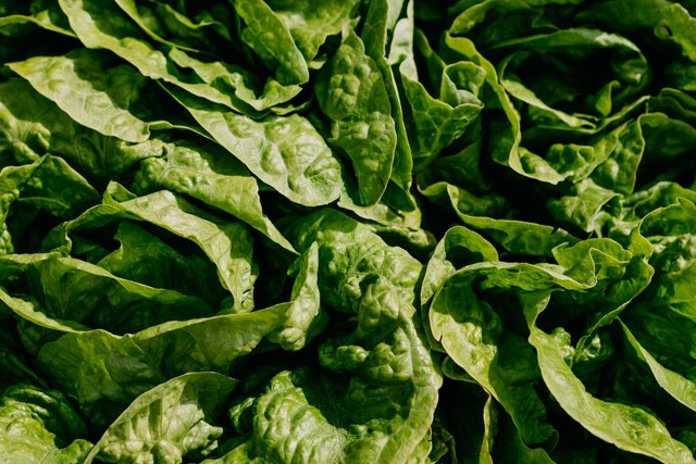 Astronauts Could Someday Grow Lettuce in Space to Prevent Bone Loss, A Possible Adverse Effect of Mars Mission
