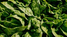 Astronauts Could Someday Grow Lettuce in Space to Prevent Possible Bone Loss Due to Mars Mission