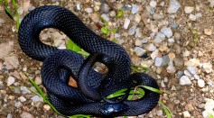  Mission Accomplished: Wildlife Officials Celebrate Finding Rare Snake in Alabama for the Second Time in 60 Years